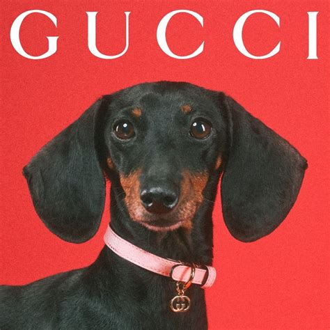 gucci pet grijs|gucci pet collection.